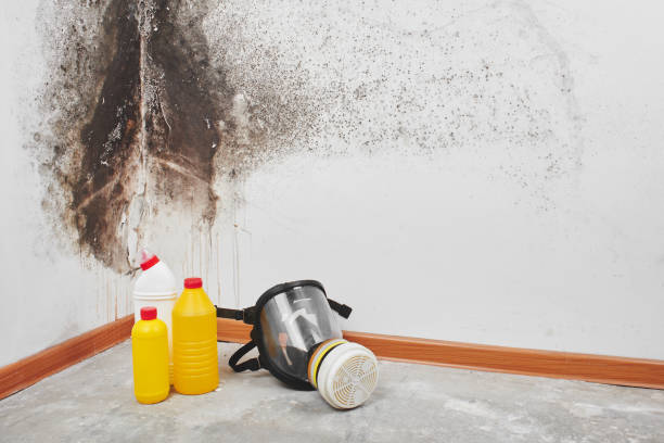 Best Mold Damage Repair  in Linn, MO