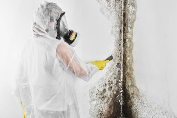 Best Attic Mold Removal  in Linn, MO