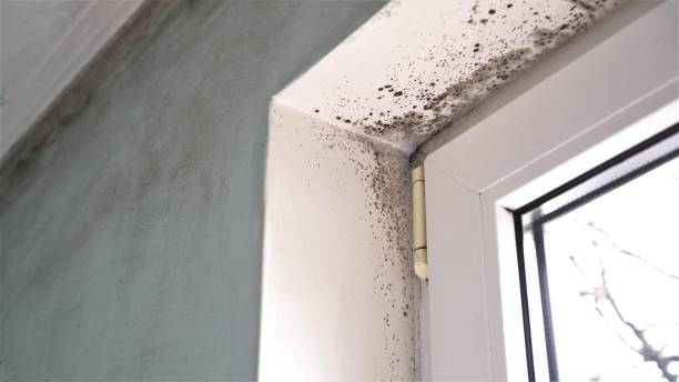 Best Local Mold Removal Service  in Linn, MO