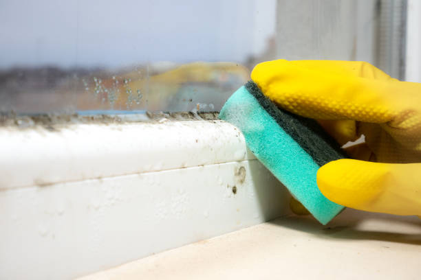 Best Toxic Mold Removal  in Linn, MO