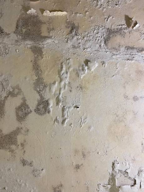 Best Mold Remediation  in Linn, MO