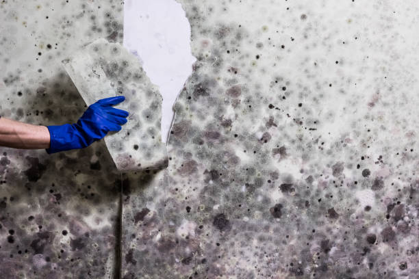 Best Mold Testing  in Linn, MO