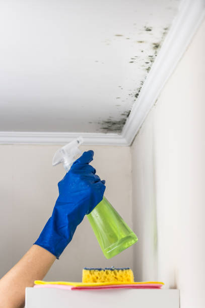 Best Same-Day Mold Removal  in Linn, MO